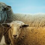 Rôle des organisations humanitaires dans la collecte et la distribution de moutons pour le sacrifice