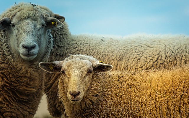 Rôle des organisations humanitaires dans la collecte et la distribution de moutons pour le sacrifice