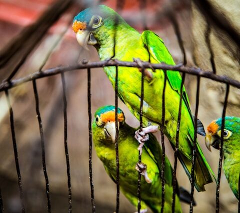 oiseaux de compagnie