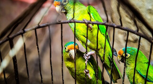 oiseaux de compagnie